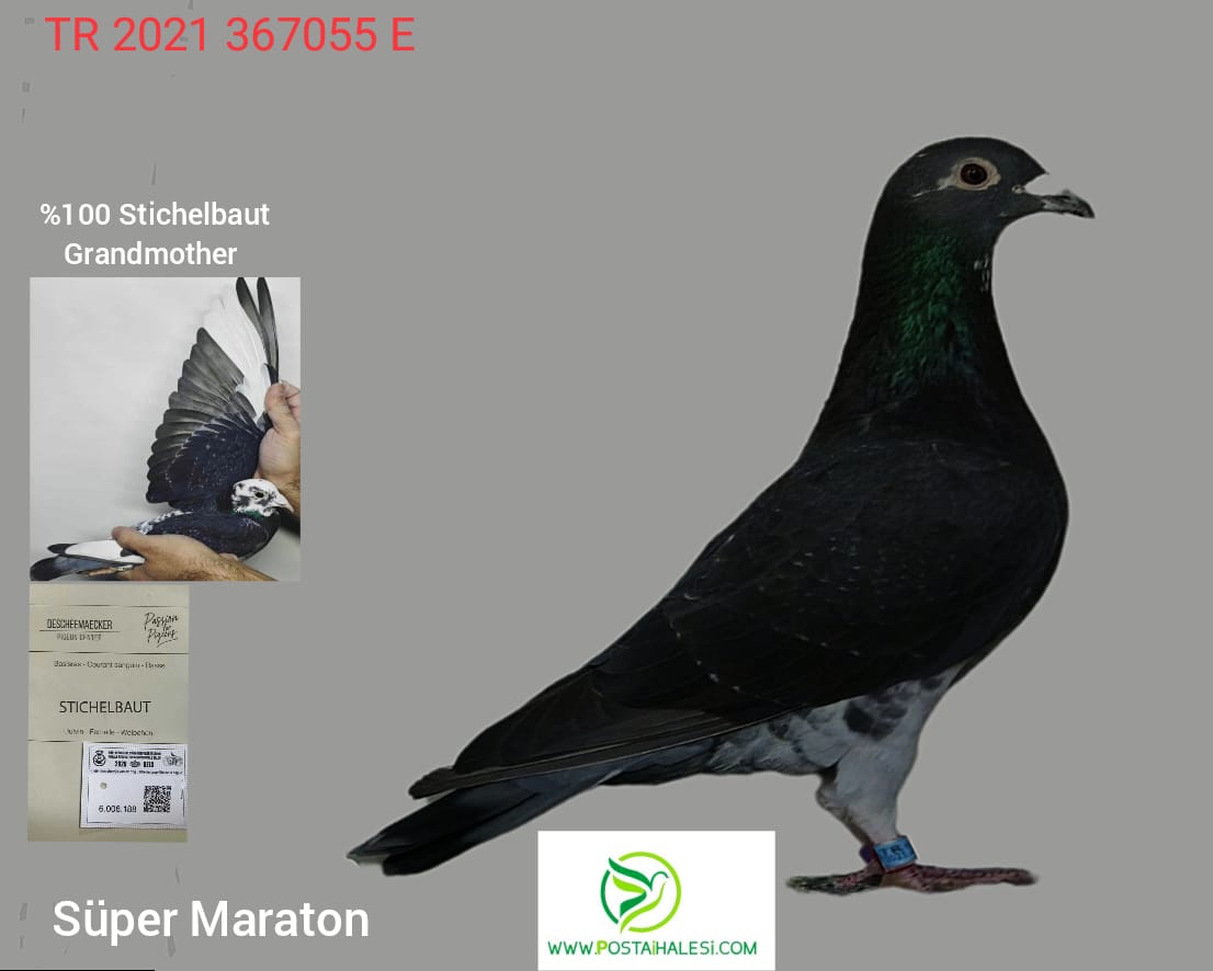 TR-2021- 367055 JANERDEN EMİLEY DENSY