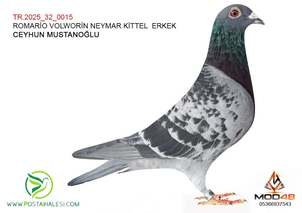 TR-25-32-0015 ROMARİO-WOVWRİNE-NEYMAR -KİTTEL