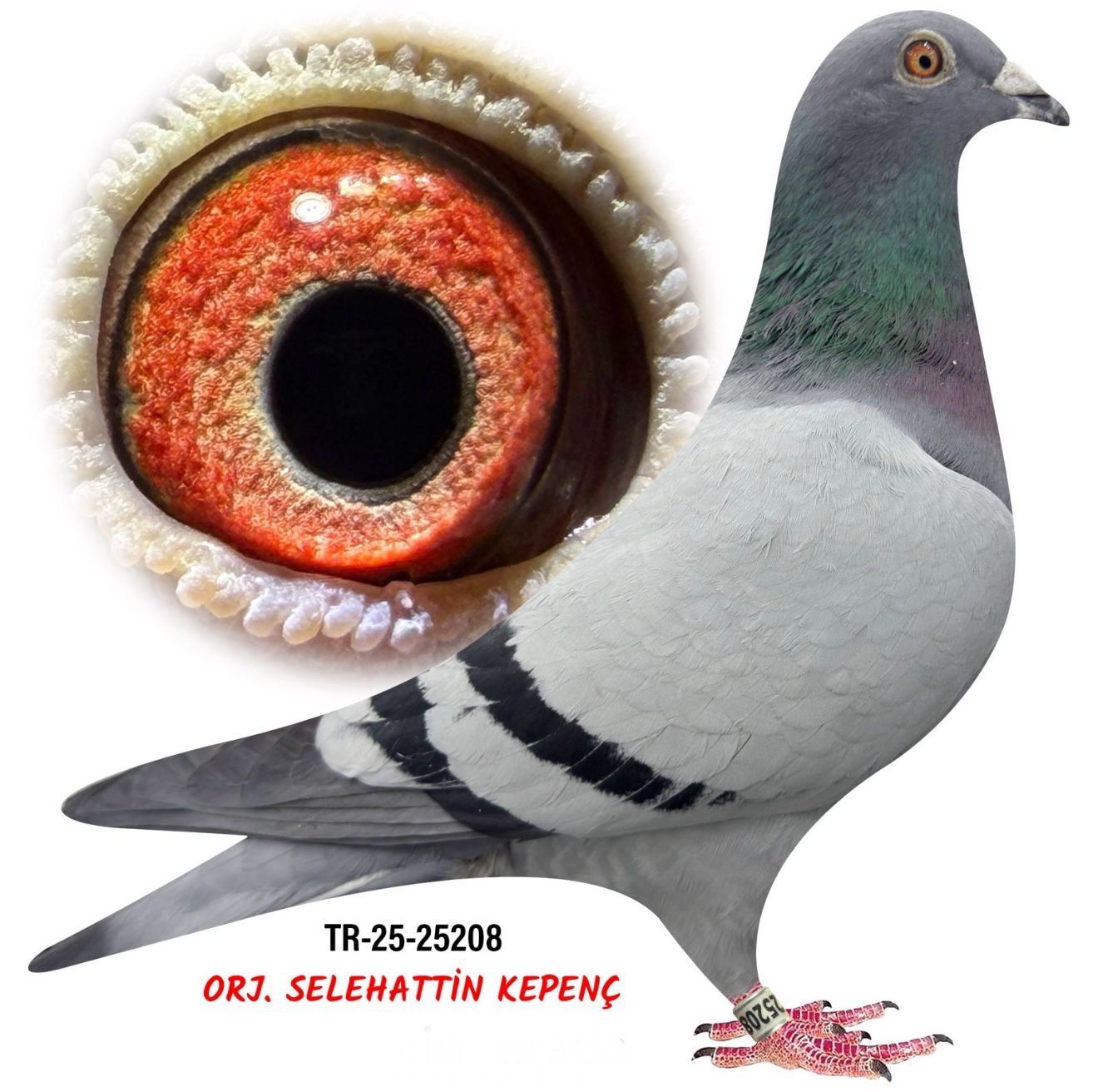 TR-25-34-25208 BRAVERD 1340&ROMARİO& HARRY