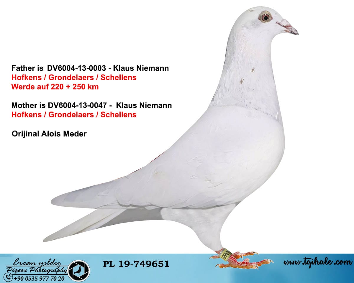 PL-19-749651- SCHELLENS