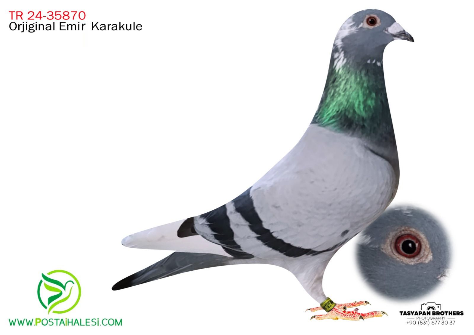 TR-34-24-35870 GASTON GEREİX KİTTEL