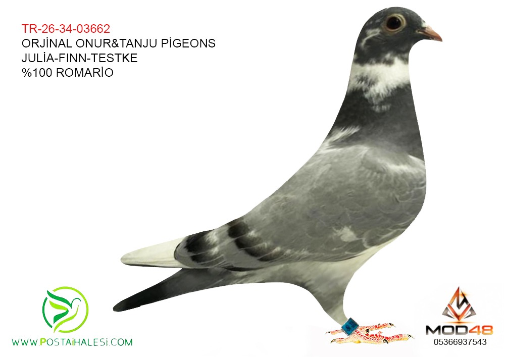 TR-26-34-03662  JULİA-FİNN TESTKE %100 ROMARİO