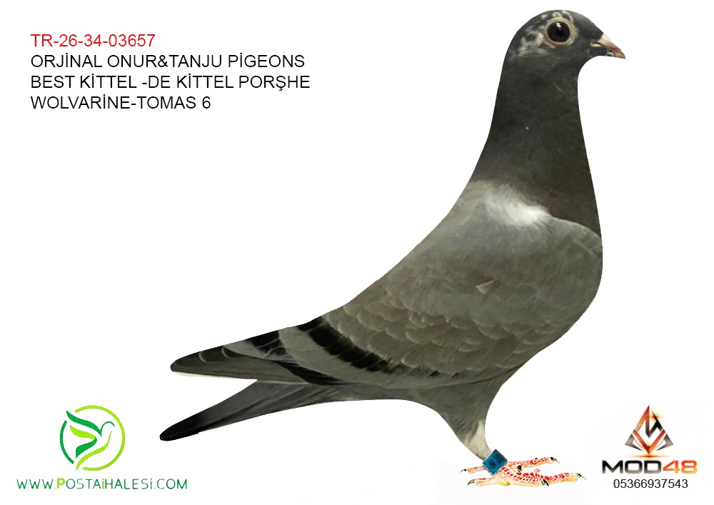 TR-26-34-03657 WOLVORİNE-BEST KİTTEL TOMAS 6