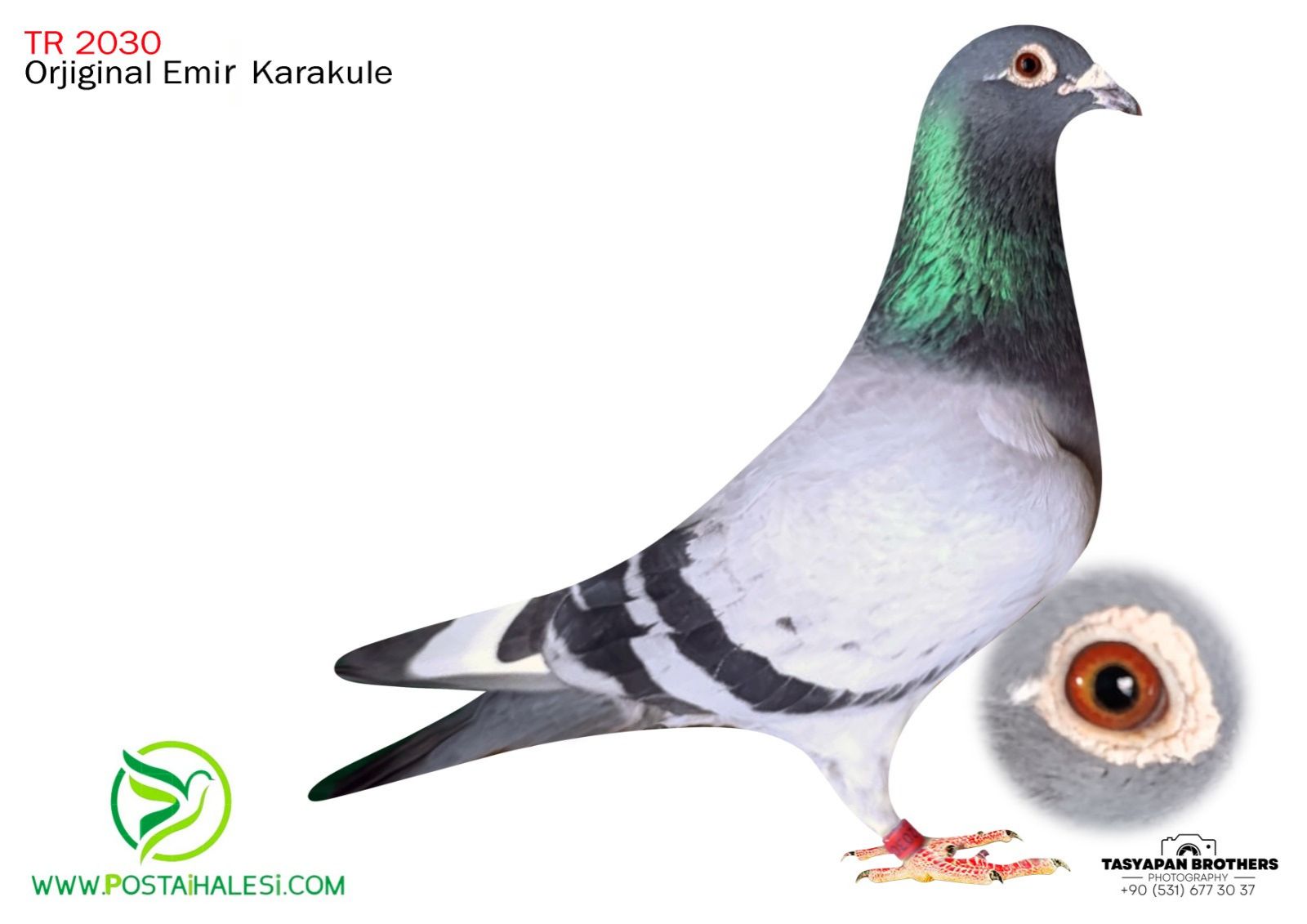 TR-22-34-32030 KİTTEL TORUNU&ARMANDO PORŞHE 911