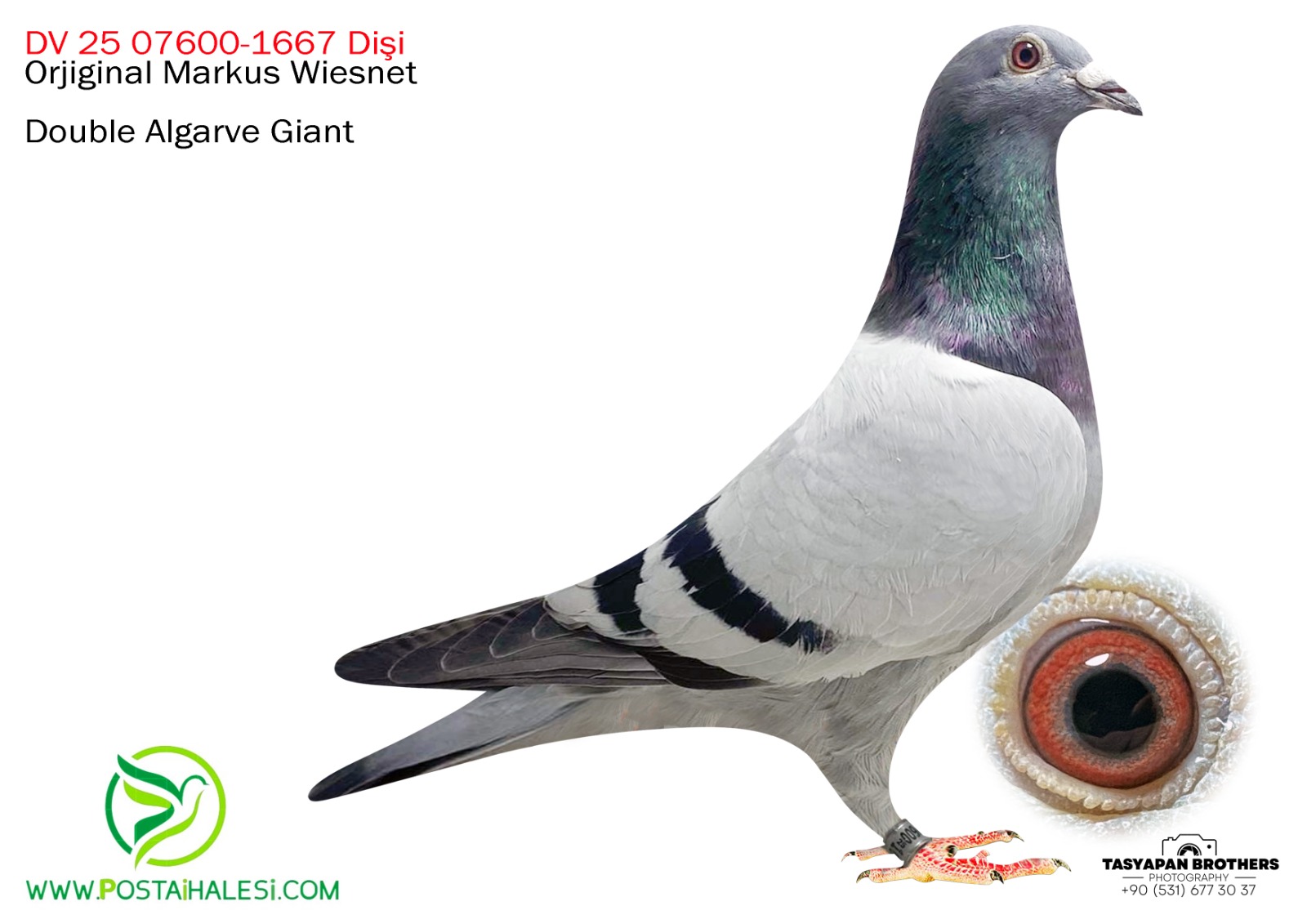 DV 25-07600-1667 DUBLE GİANT TORUNU ERKEK