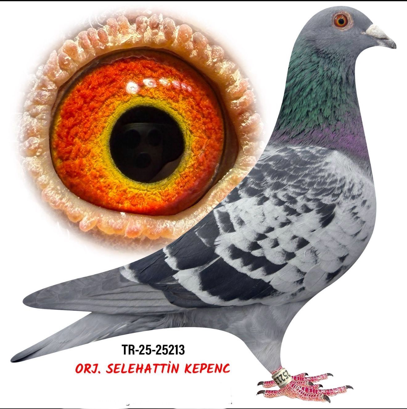 TR-25-25213 SAİT EKİN