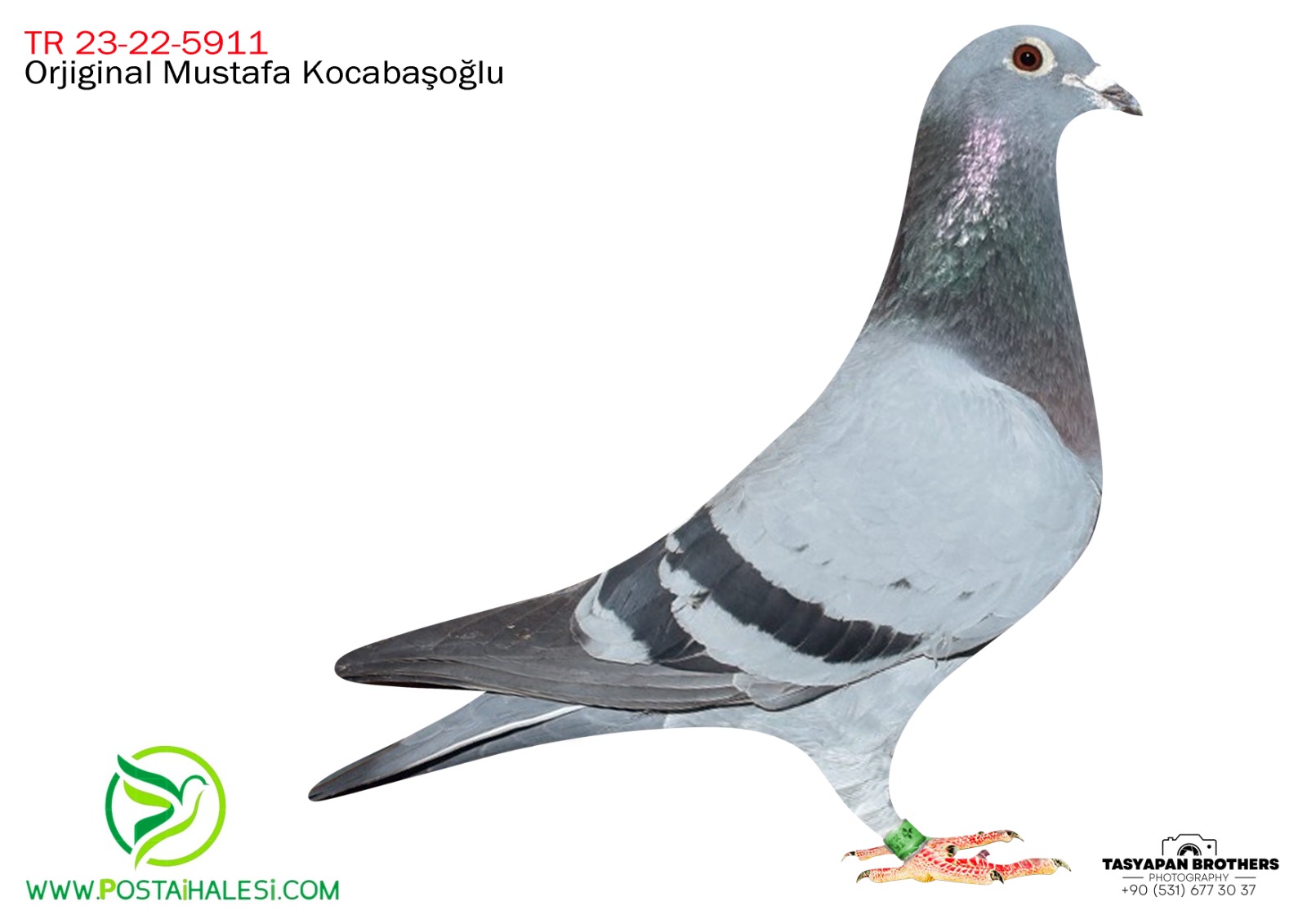 TR-23-22-5911 PORŞHE 911&FİGO