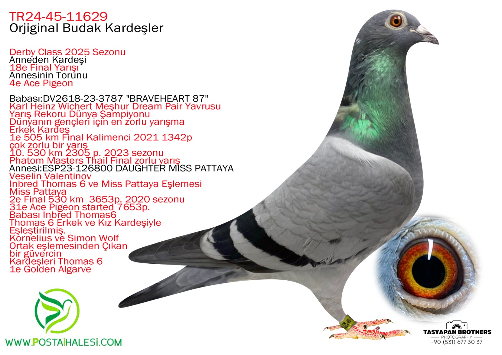 TR-2024-45-11629  ORG.BUDAK KARDEŞLER BRAVEHEART 1340 JOSEF- MİSS PATTAYA İNBERET THOMAS 6 ANNEDEN KARDEŞİ 500 KM FİNAL 18 ANNEDEN TORUNU   ACE 4 DERBY CLASS