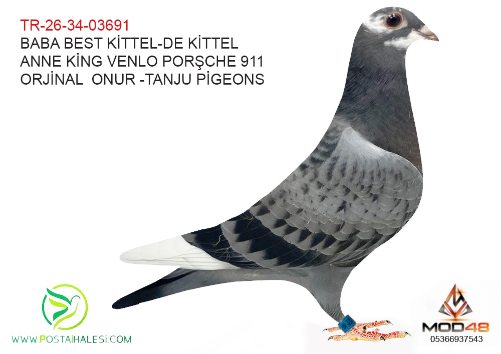 TR-26-34-03691 BEST KİTTEL-DE KİTTEL-KİNG OF VENLO PORŞCHE 911
