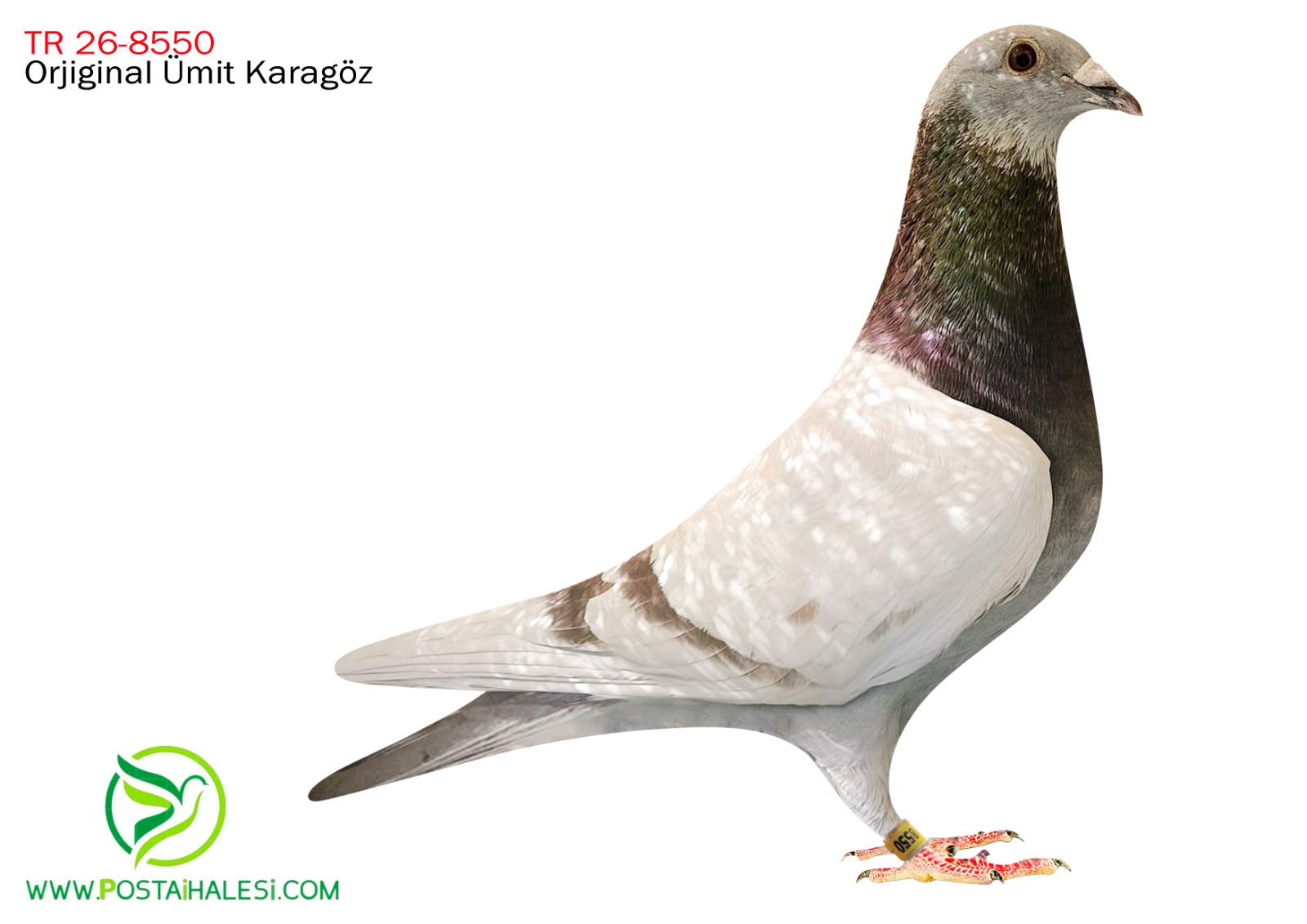 TR-24-80-8550  İNBRED GREPEL KİTTEL