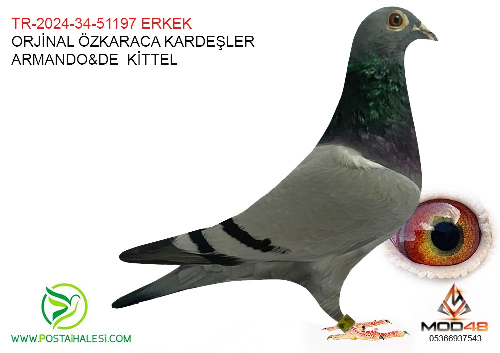 TR-2024-34-51197 ARMANDO-DE KİTTEL