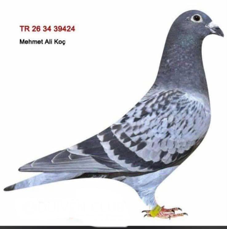 TR-26-34-39424 ORNAT&HARY KRÜGER