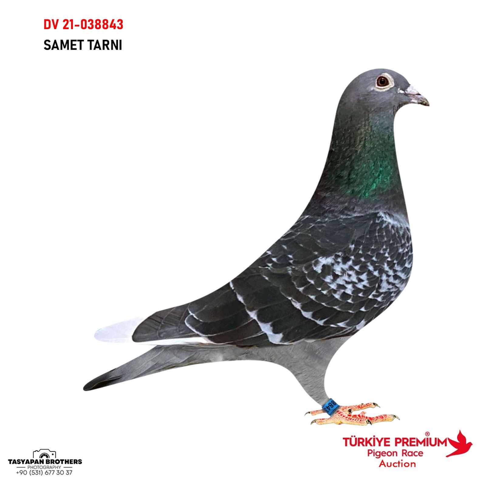 DV-21-038843 ORJİNAL MARKUS SÖLLNER