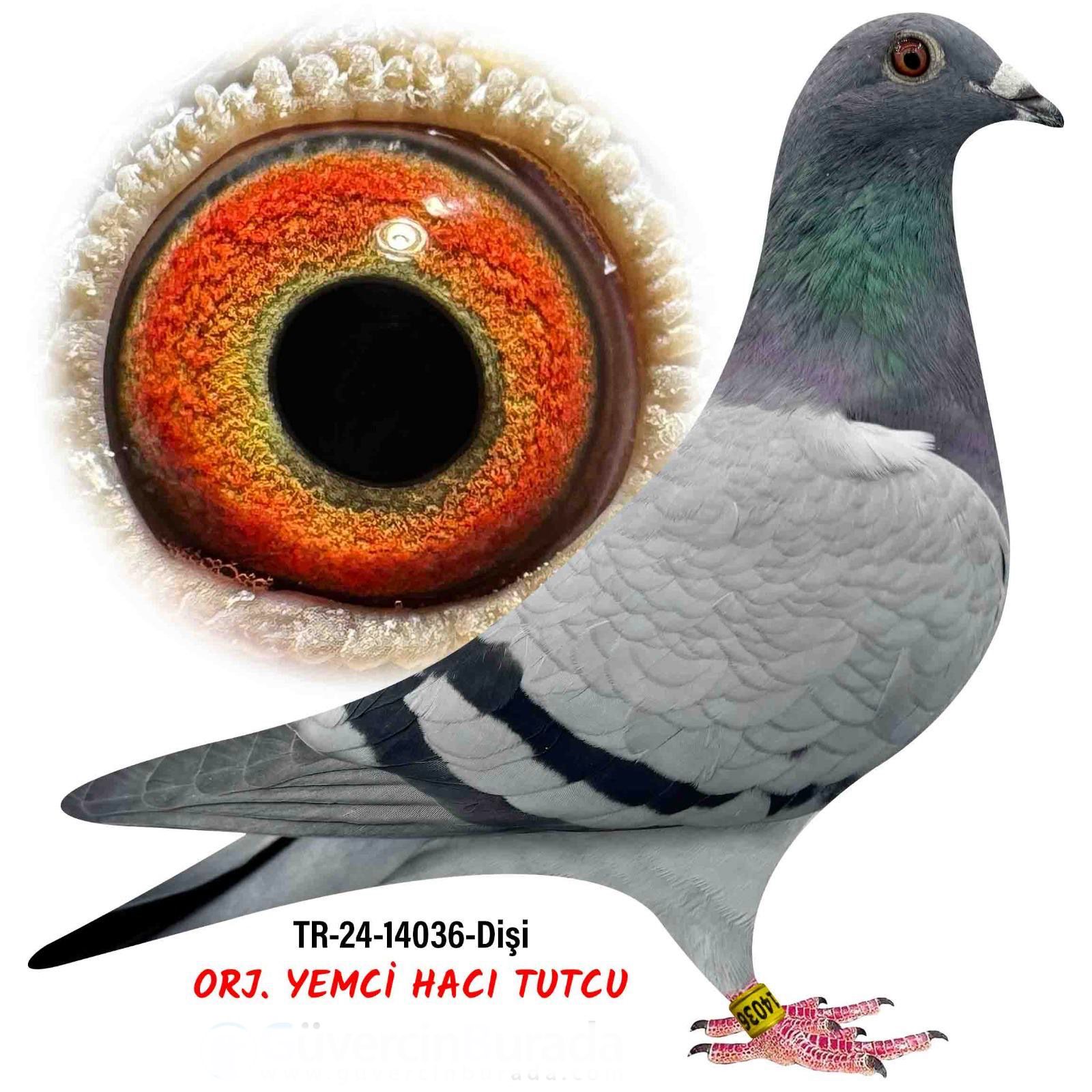 TR 24-14036 GİANT -MESSİ-050