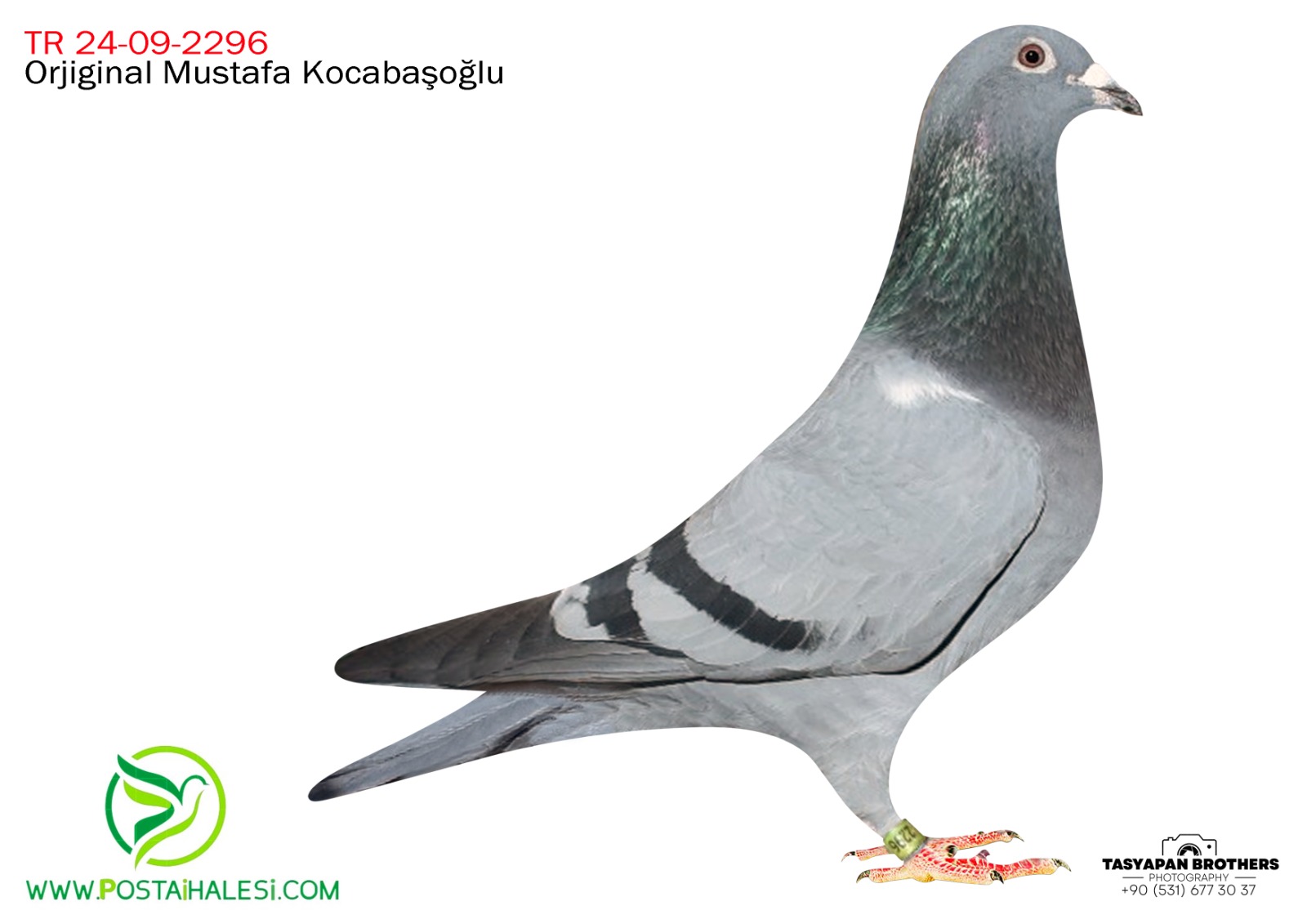 TGF-2024-09-2296 SUNAY NİYAZİ PUTMAN