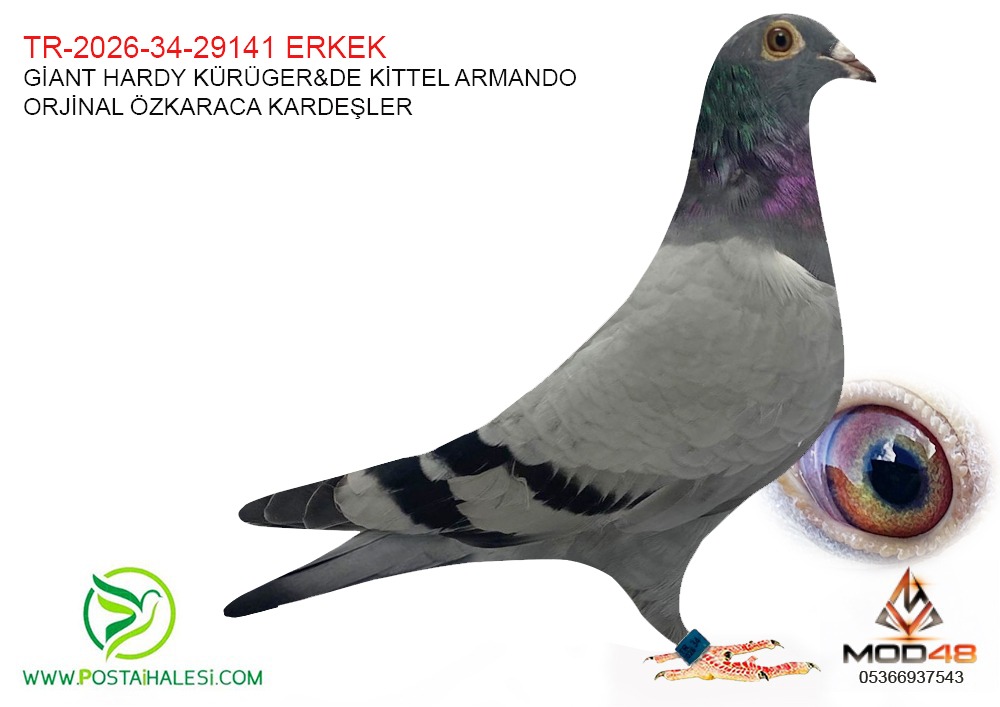 TR-2026-34-29141 GİANT- HARDY KRÜGER- KİTTEL ARMANDO