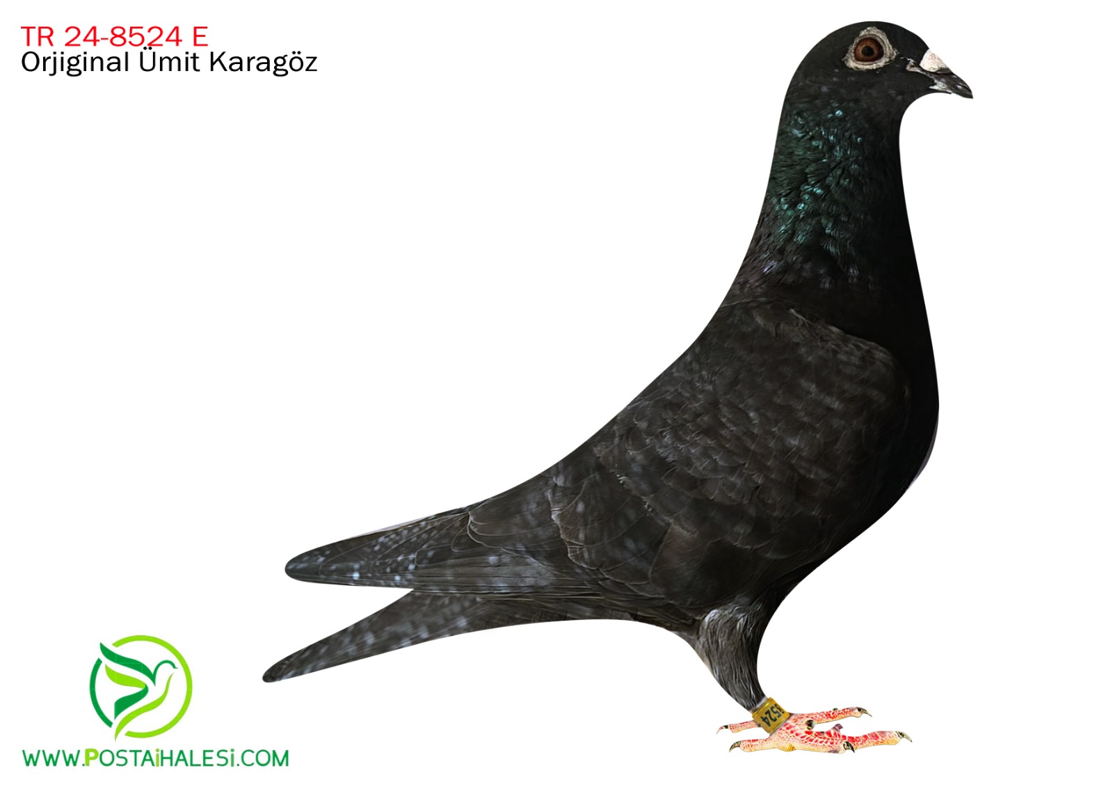 TR-24-80-8524  İNBREED RİHANNA