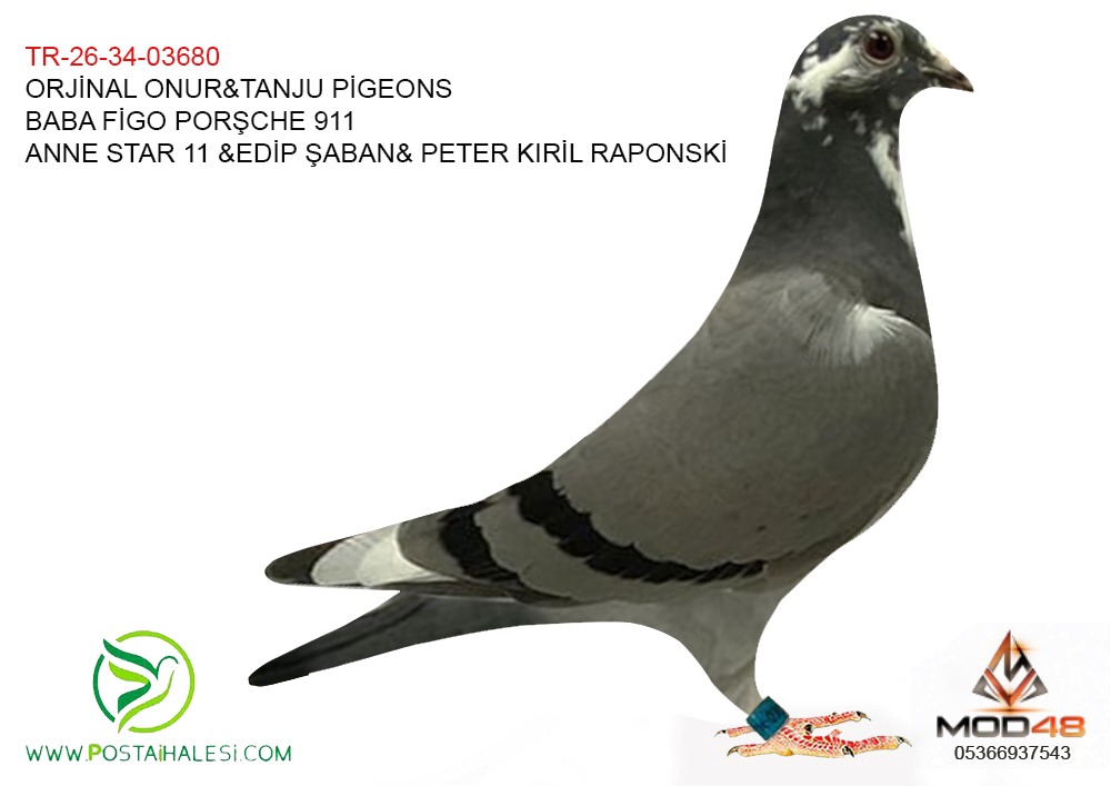 TR-26-34-03680  STAR 11-EDİP ŞABAN- PETER KRİL RAPONSKİ-PORŞCHE FİGO