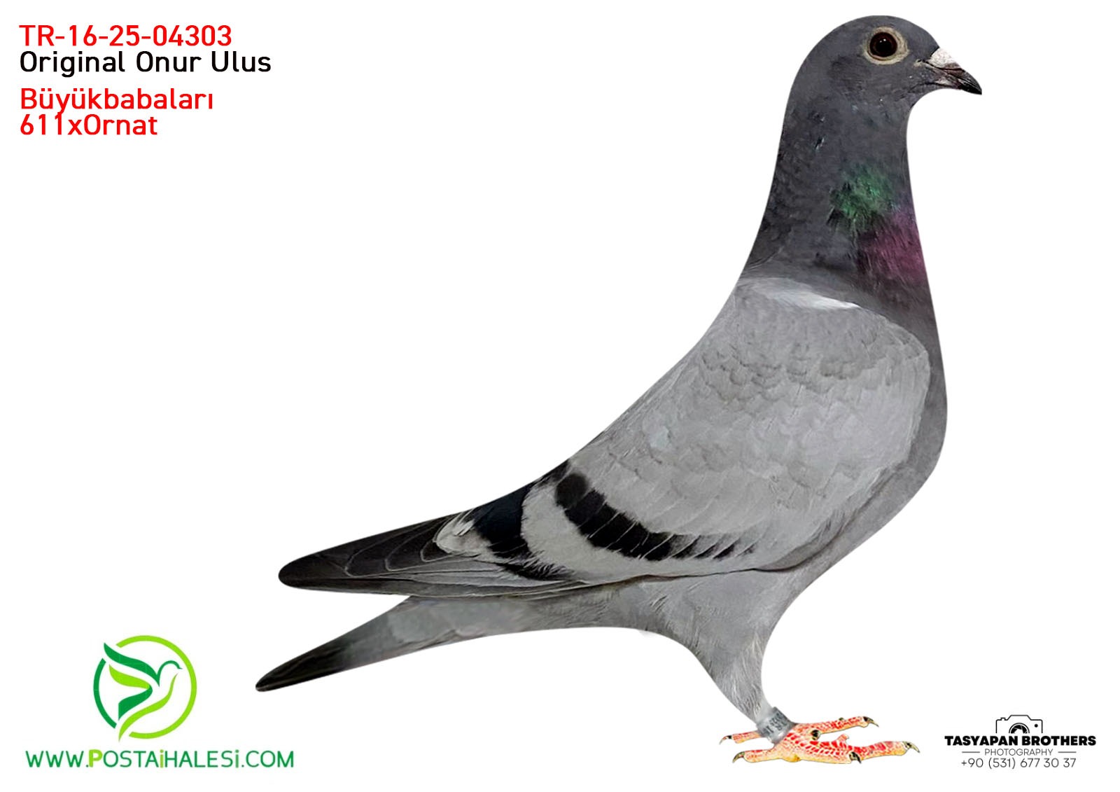 TR-25-Z-04303 611&İNBREET