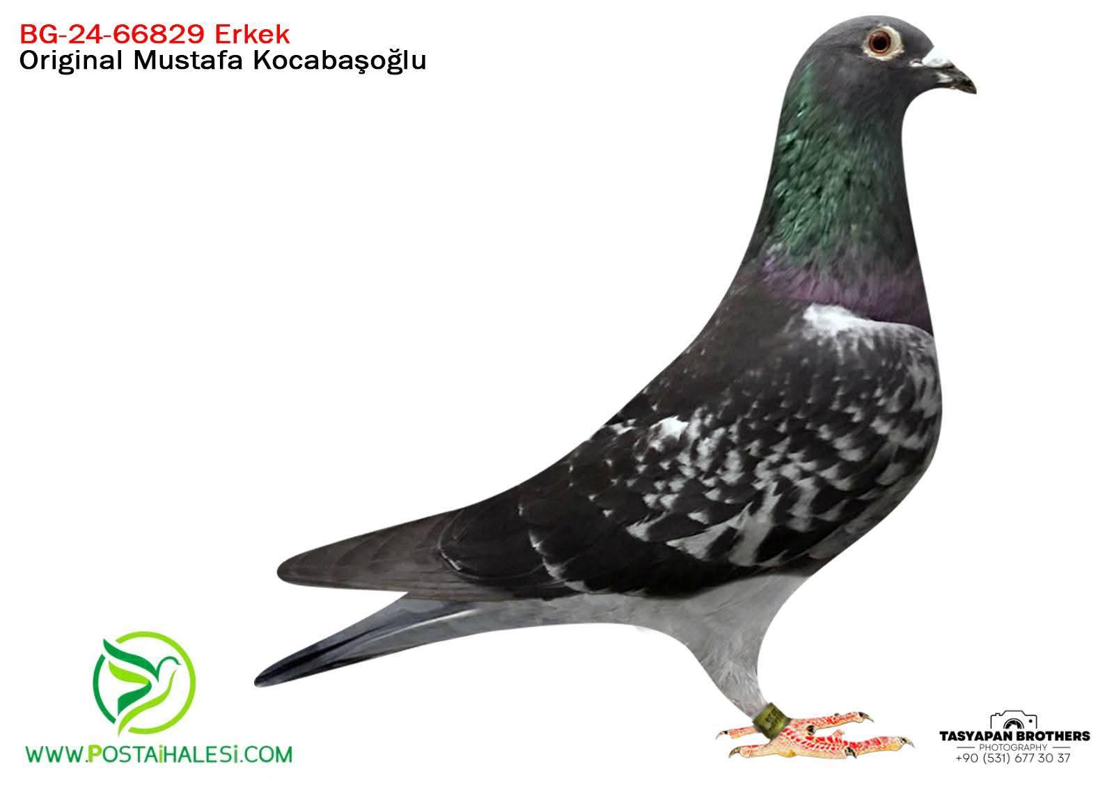 BG 24-66829 BEST KİTTEL&PORŞCHE 911
