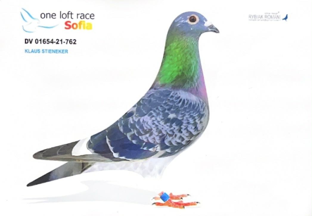 DV-11654-21-762 SCHELLENS& VAN DCYK