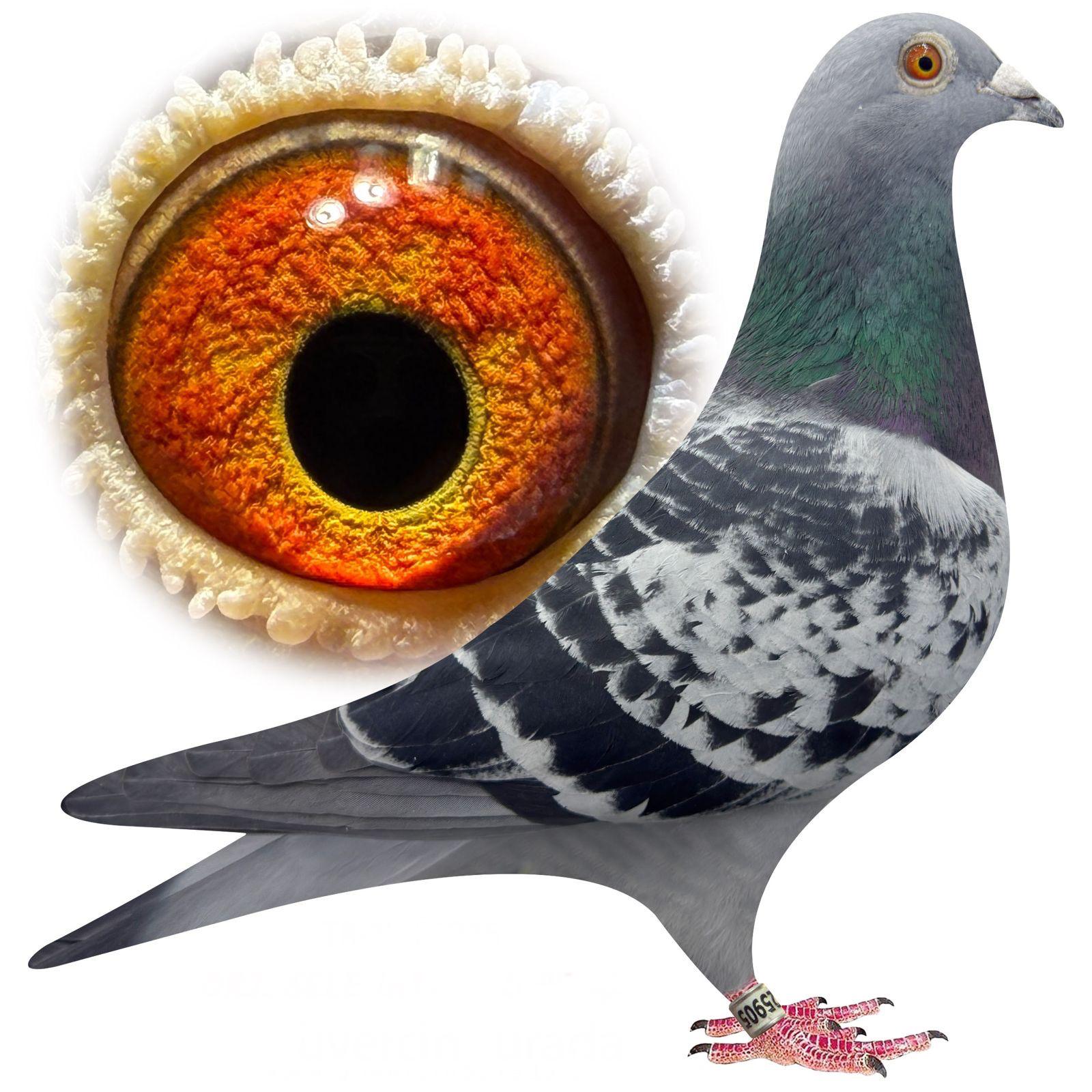 TR-25-34-25905 BRAVEHEART 1340 &İNBRED HARRY