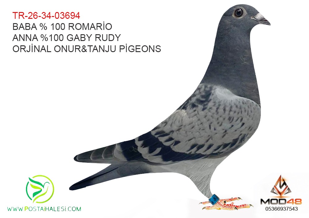 TR-26-34-03694 %100ROMARİO--%100 GABY RUDY BİLİKSEM