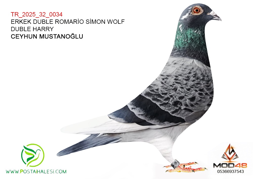 TR-25-32-0034 ROMARİO-SİMON WOLF-DUBLE HARRY