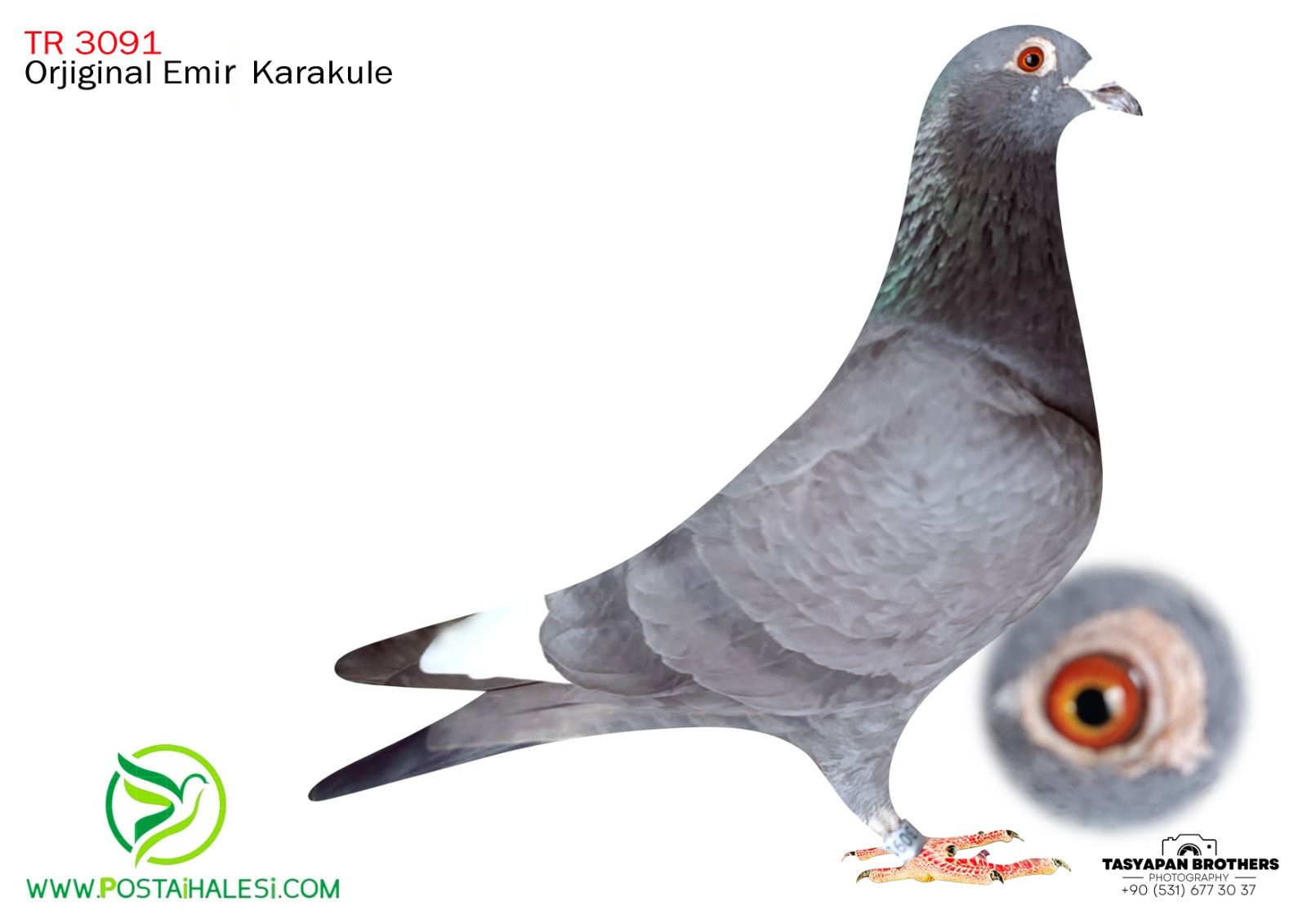 TR-25-34-B 3091 RİHANNA TORUN KİTTEL TORUN YAVRUSU