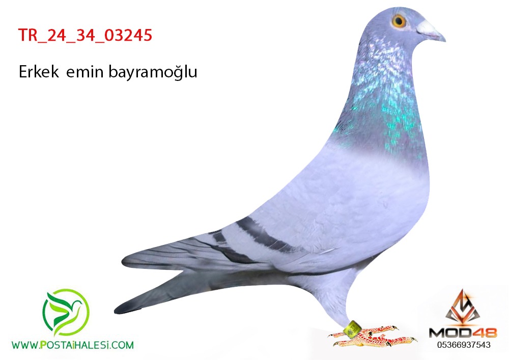  TR-24-34-03245 EMİN BAYRAMOGLU
