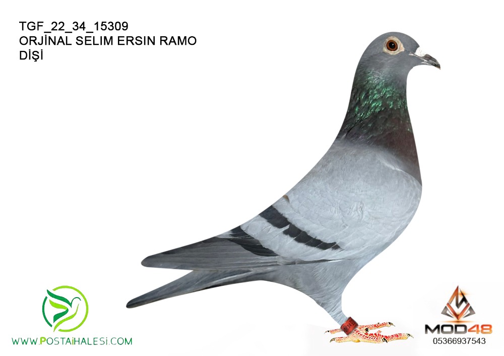 TGF-22-34-15309--SELİM ERSİN RAMO