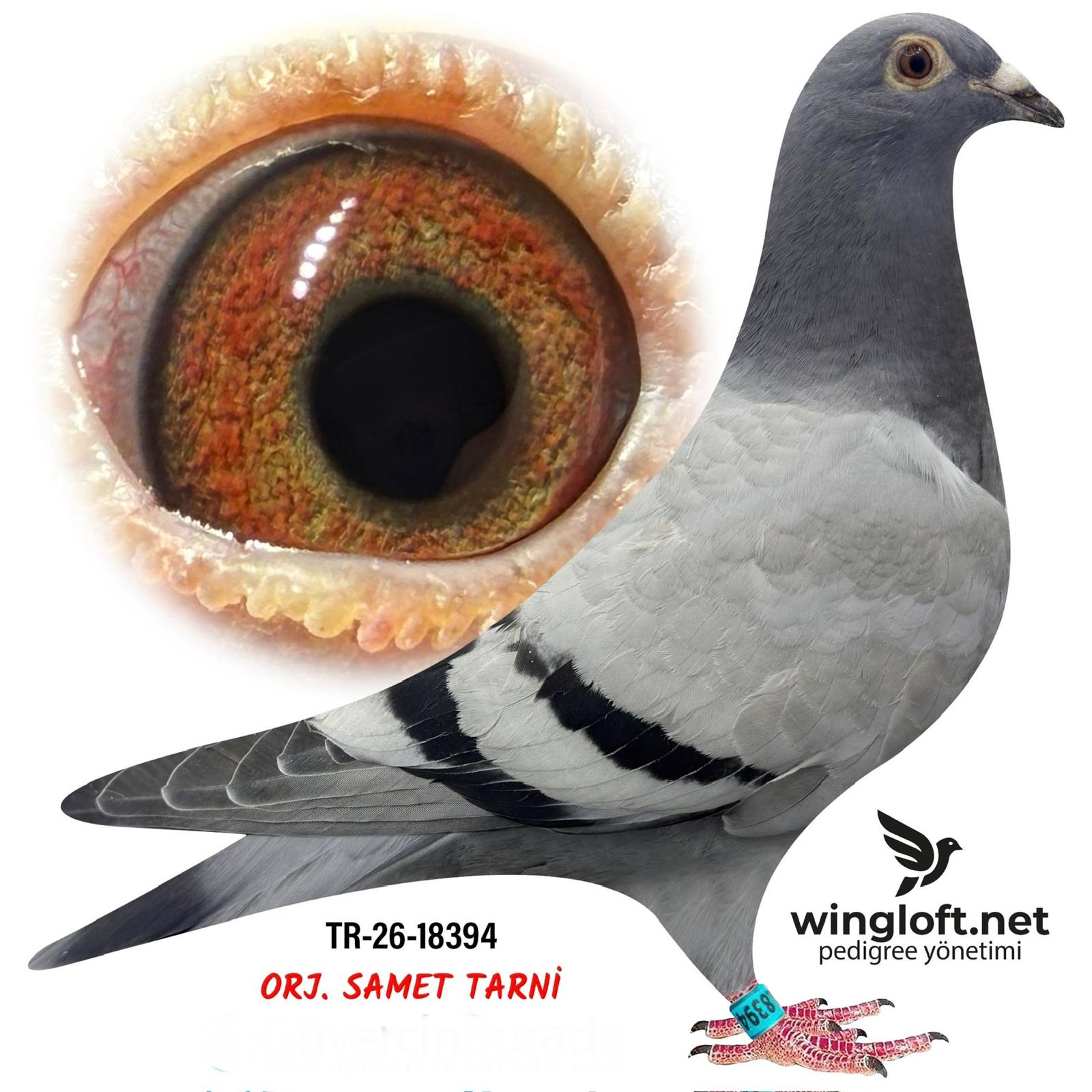 TR-34-26-18394 DEMBABA 