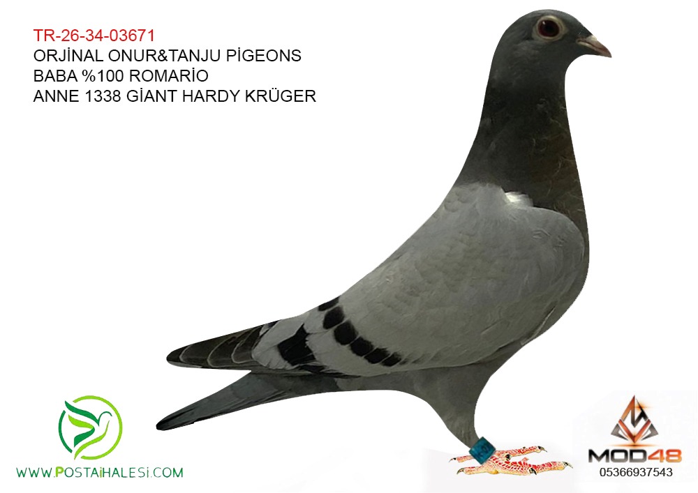 TR-26-34-03671  ROARİO-1338 GİANT-HARDY KRÜGER