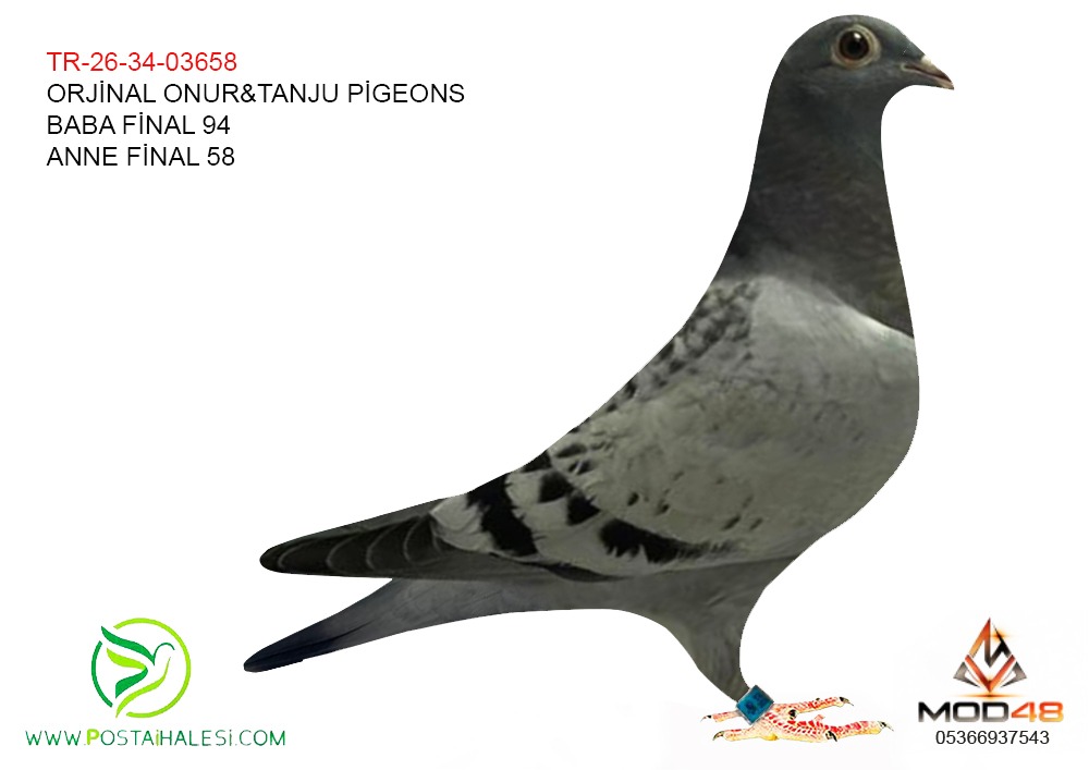 TR-26-34-03658 BABAFİNAL 94 ANNE FİNAL 58