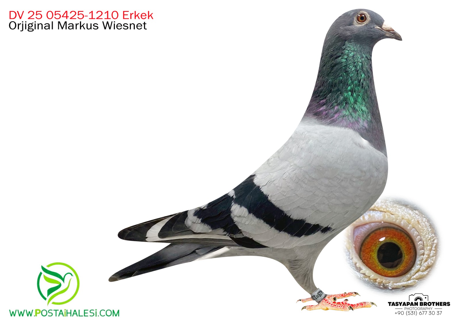 DV-25-05425-1210 GİANT TORUNU