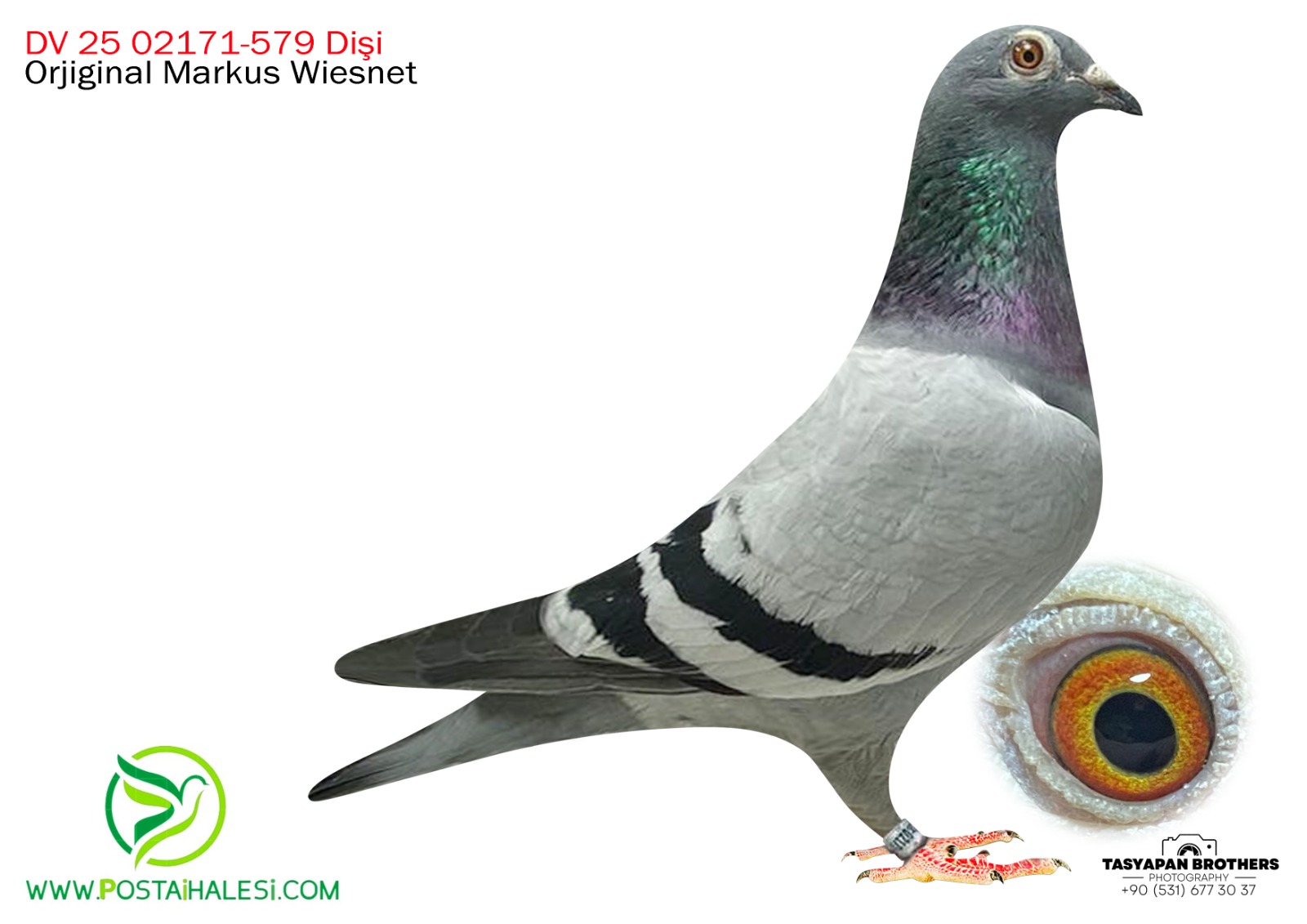 DV-25-02171-0579 DUBLE GİANT TORUNU