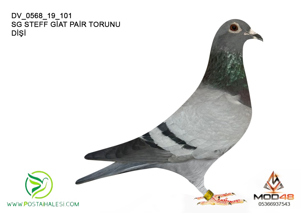 DV-0568-19-101 SG STEFF GİAT PAİR TORUNU