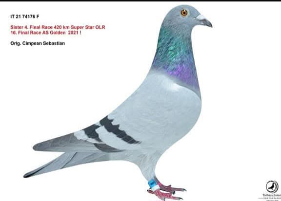IT-21-074176 ORNAT GANUS FAMİLYA