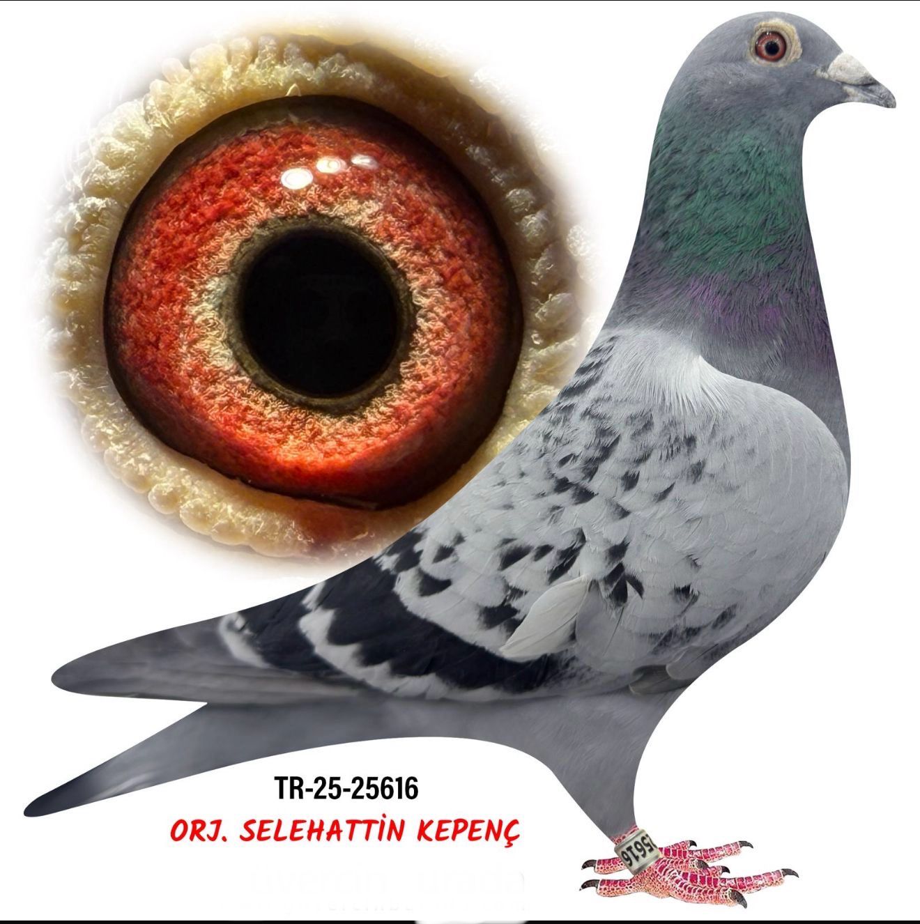 TR-25-25616 ORJ.RODİ AKKAYA &BARCELONA BUGATTİ