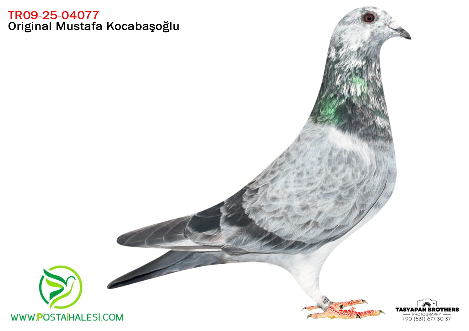 TR-09-25-04077 LUDO CLASENS&PİTBUUL& POKERFACE&GOLDEN PRENCE