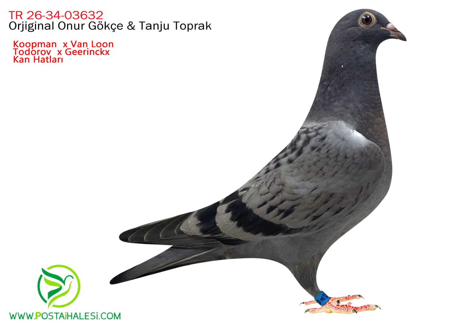 TR-26-34-03632 KOOPMAN- VAN LOON-TODOROV KUŞUN BABADAN KARDEŞİ MANİSA ARENA FİNAL 102 ACE 90