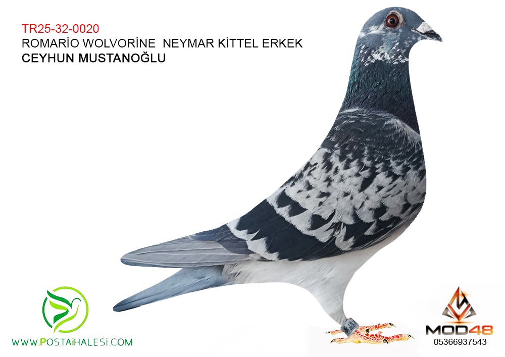 TR-25-32-0020 ROMARİO-WOLVARİNE-NEYMAR-KİTTEL