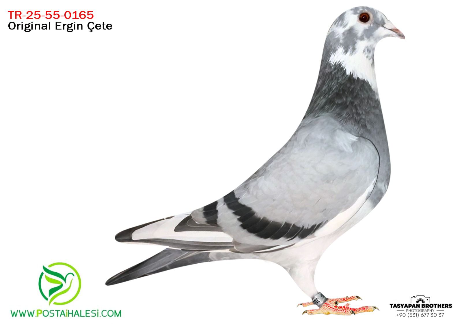 TR-25-55-0165 PORŞHE 911-KİTTEL