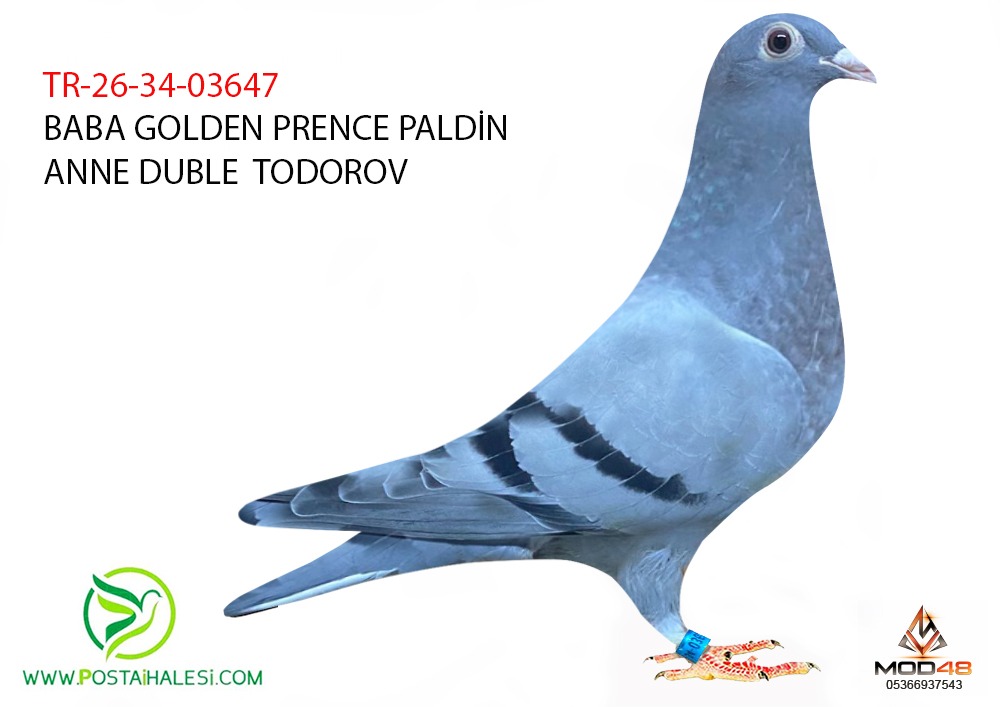 TR-26-34-03647 GOLDEN PRENCE PALDİN DUBLE TODOROW