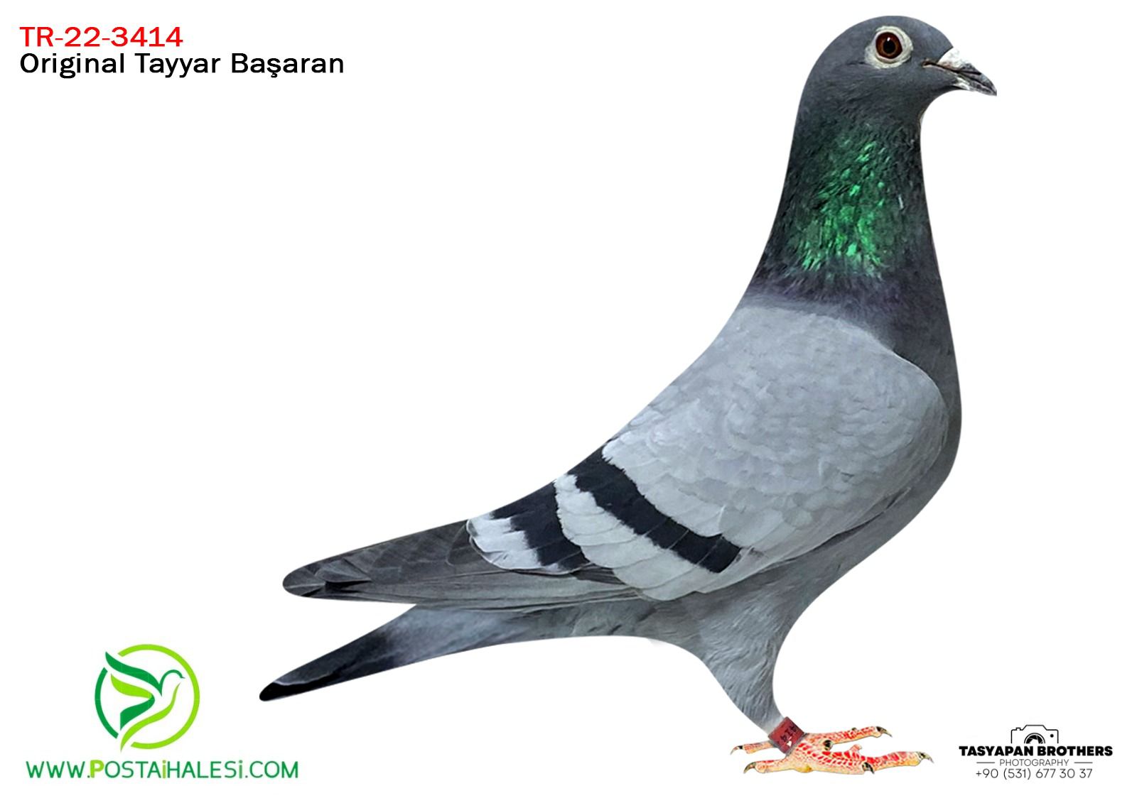 TR-22-59-3414 J HOYAMANS&KOPMAN&PORCİKY