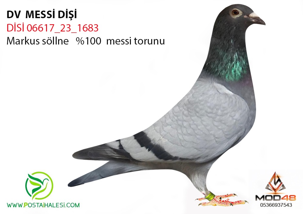 DV-0617-23-1683 %100 İNBİREND MESSİ  TORUNU