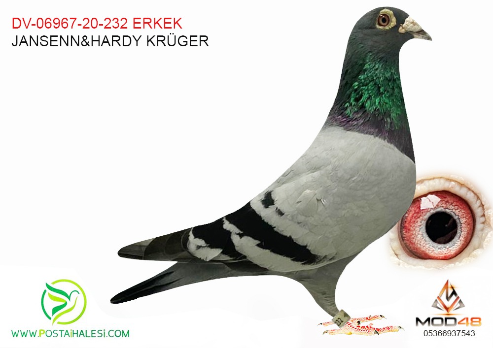 DV-06967-20-232 JANSEN&HARDY KRÜGER