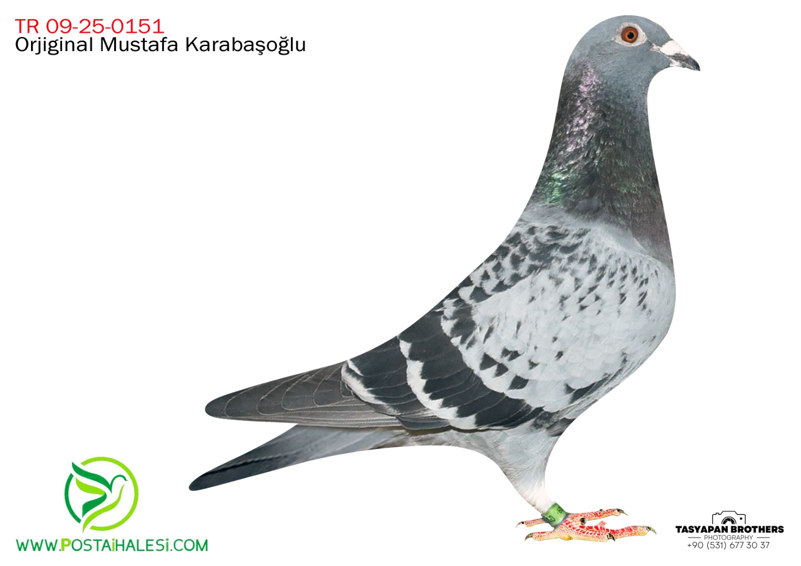 TR-09-25-0151 DUBLE OGÜN KÖSE