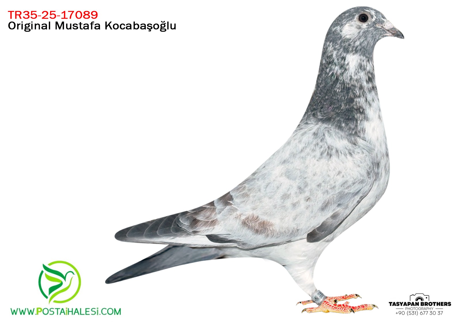 TR-25-09-17089 LUDO CLASENS& POKERFACE&PİTBUUL&GOLDEN PRENCE