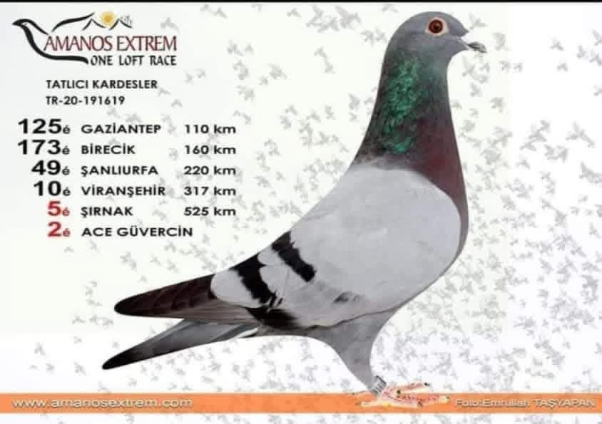 TR-20-191619 POLİS İMDAT 155&050&SG STEFF İSMAİL KUŞLU KOPMAN